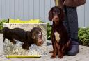 A starving Cocker Spaniel found abandoned and extremely underweight has found a new home.