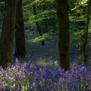 Bluebells at Houghall
