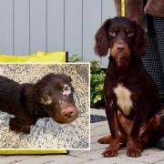 A starving Cocker Spaniel found abandoned and extremely underweight has found a new home.