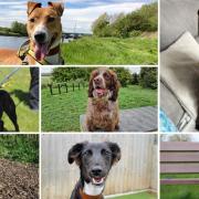 Seven dogs up for adoption at Dogs Trust in Sadberge in Darlington.