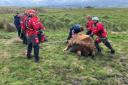 A team of specialists from Cleveland and County Durham rescued the cow.