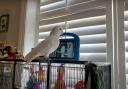 Pet parrots may be able to distinguish between live and pre-recorded video calls, scientists believe (University of Glasgow)