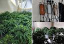 A cannabis farm believed to be worth over £33,000 has been recovered in Middlesbrough.