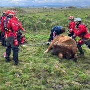 A team of specialists from Cleveland and County Durham rescued the cow.