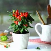 A chilli plant in a kitchen. Picture: PA Photo/thinkstockphotos
