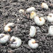 Chafer grubs feed on the roots of grass plants