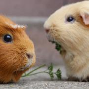 Stuck with the guinea pigs