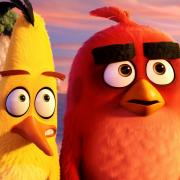 Feathers: Angry Birds