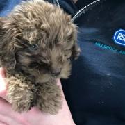 An RSPCA image of a cockapoo