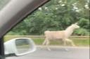 Darlington drivers astonished when they see a llama galloping toward them. Picture: James Tadman
