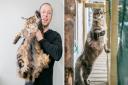 A cat owner is hoping his massive moggy Rolo makes the Guinness Book of World Records after he grew so big, he no longer fits on his owner’s lap and is often mistaken for a dog.