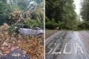 Felled trees in County Durham on Friday (October 20)