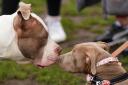 The Government announced in October that XL Bully breeds would be added to the list of those banned under the Dangerous Dogs Act
