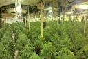 The largest cannabis haul came in Peterlee, where officers located more than 2851 cannabis plants with an estimated street value of £2m