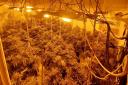 Cannabis farm seized in Hartlepool