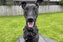 Whippet crossbreed Betsy came into RSPCA care at just four months of age after she was rescued by the charity