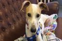 Levi Douglas Swift, 21, and Bethany Nicole Greener, 35, both from Hartlepool, pleaded guilty on March 26, 2024, at Teesside Magistrates' Court to the charges against them *please note - this is a general Lurcher picture provided by the RSPCA*