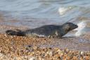 A young grey seal pup was found dead on The Headland in Hartlepool Credit: PIXABAY