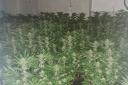 Cannabis farm in Winlaton
