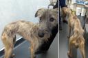 Elsie the lurcher was left so hungry her bones were sticking through her coat.