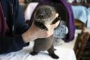 RESCUED: Otto, the otter cub at The Wildlife Haven Rescue and Rehabilitation Centre, in Thirsk