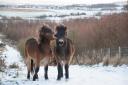 APPEAL: Durham Wildlife Trust has started a crowdfunding campaign to raise funds for a Exmoor pony herd Picture: ENID HOSEASON