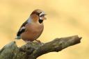 Rare hawfinch have been spotted at the Yorkshire Arboretum, Castle Howard, by photographer Robert Fuller Photo: Robert E Fuller