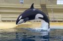 Wikie the killer whale has been taught to speak human words through her blowhole. Picture: MARINELAND / PA