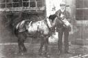 SURVIVOR: William Gardner and a pony he rescued