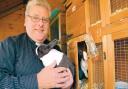 BRONTE BUNNIES: The Reverend Alf Waite with his Dutch Blue rabbits