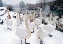 SWANNING ABOUT: The wintry scene at Riverside Park in Chester-le-Street