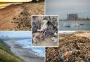 North East sea life deaths: How crisis has decimated shellfish along the coast
