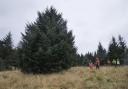 The massive 43-foot tree from Kielder Forest which will stand under Big Ben following a 330-mile journey south.