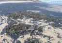 Hundreds of marine animals wash up dead at Saltburn
