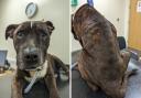 Dozer the Staffordshire Bull Terrier had to be put down due to his condition Credit: RSPCA