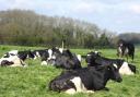 MILK: Dairy cows enjoy the sunshine