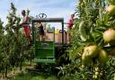 'VITAL': Workers thin trees in the Braeburn apple orchard at Stocks Farm in Worcestershire ahead of the start of the harvest. Apple trees are thinned to imorove the size and quality of remaining fruit ready for harvest