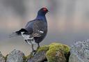 Black Grouse, one of the area's rarest birds. Picture: Margaret Holland