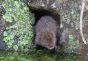 CRISIS: Water Voles are in desperate need of help. Picture: Margaret Holland