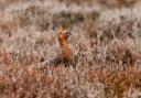 HABITAT: A red grouse on the Durham moors. Picture: MARK COPRE/NECC