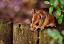 A country mouse on rhe outside, and proud town mouse on the outside Pictre: PIXABAY