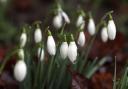 Snowdrops are first mentioned growing in a British garden in 1597