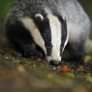 File photo dated 28/07/08 of a badger, as animals rights campaigners condemned a Government decision to extend badger culls to Dorset in a bid to control the spread of TB in cattle. PRESS ASSOCIATION Photo. Issue date: Friday August 28, 2015. Farming