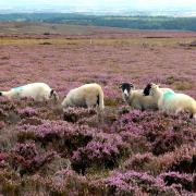 Sheep graze amongst the purple heather near Rosedale Abbey. Pic Martin Oates.
