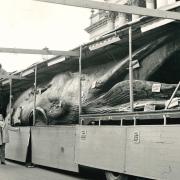 Jonas the 58-ton finback whale on display in Bolton town centre in 1970