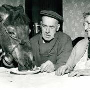 This wonderful picture is captioned simply pit pony, April 1960