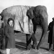 The elephant poses with its handler and two younger members of the Stephenson family outside the Willow Bridge Service Station. The unfortunate elephant is wearing a very grubby tarpaulin to keep the worst of the weather off