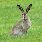 Suspected poacher charged with hare coursing - and fined for Covid breach