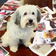 Pudsey sniffs out his favourite pictures from over 100 entries in the Christmas Pawtraits competition. Pictures: SARAH CALDECOTT