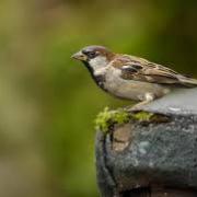 The house sparrow has made a slight resurgence in recent years and topped the poll regionally and nationally, last year